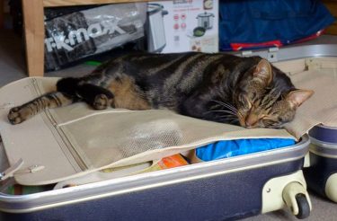 Casal toma conhecimento de “vida secreta” de seu gato após a morte dele