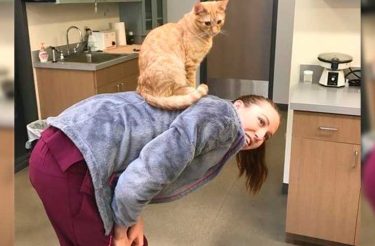 Gato que vive em clínica veterinária acalma todos os pacientes – até mesmo cães! <3