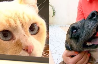 Conheça o gatinho ESTUDANTE e o cão TRABALHADOR! [vídeo]