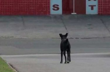 Quase dois anos depois, cãozinho continua ‘esperando’ por dono que morreu em hospital :(