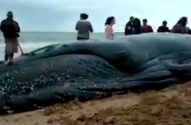 Grupo de pessoas se mobiliza e desencalha filhote de baleia no RJ! [vídeo]