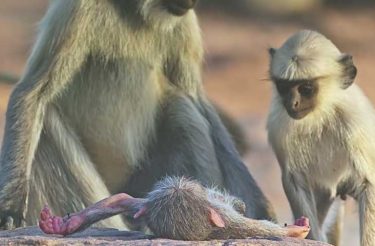 Emocionante: Veja a tocante reação dos macacos ao pensarem que perderam seu amigo! [vídeo]