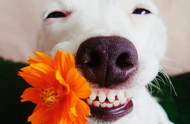 Impossível não sorrir: Conheça Euro, o cãozinho sorridente que conquistou a internet!