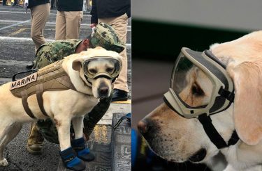 Esta Dog já resgatou 52 vidas e está salvando pessoas afetadas pelo terremoto do México