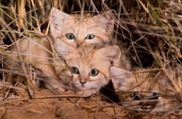 Gatinhos de areia são fotografados, por pesquisadores, pela primeira vez e eles são adoráveis!!!