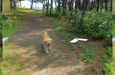 Este cachorro seguiu o carro do Google e saiu em todas as fotos do seu bairro no Street View, veja as fotos dessa fofurice!