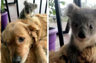 Cão surpreende dona ao salvar a vida e cuidar de coala bebê