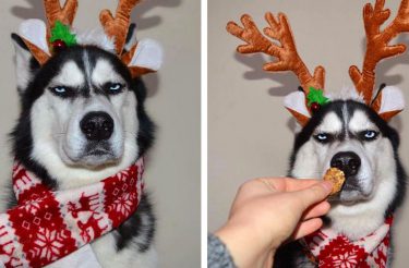 Família tenta fazer cartão de Natal com seu Husky, e o resultado é muito engraçado