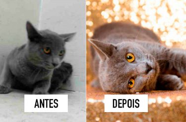 Antes e Depois: ONG bate recorde de adoções após descobrir o poder de uma boa fotografia! [14 Fotos]