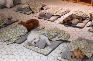 Fotos de cachorros dormindo em uma creche viralizaram no mundo todo (23 fotos)