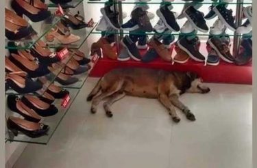 Cliente reclama ao ver Cão de rua em loja, mas dono se recusa a tirar o cão de lá