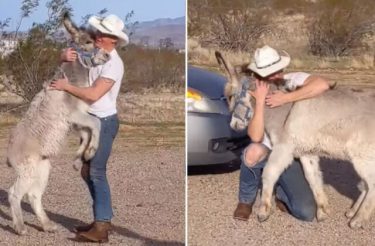 Burro adotado age como um cachorro quando vê que seus amigos humanos em casa