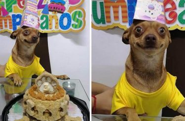 Cachorrinho fica muito feliz ao ganhar festa aniversário [Vídeo]