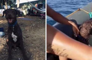 Jovens em passeio de barco pulam no mar e salvam poodle que estava se afogando [Vídeo]