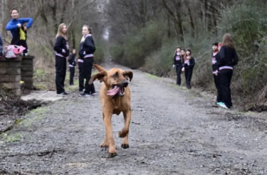 Cachorro corre meia maratona ” por engano” e termina em 7º lugar [Vídeo]