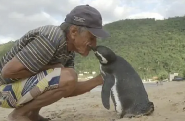 Pinguim nada 8.000 km todos os anos para visitar o homem que salvou sua vida