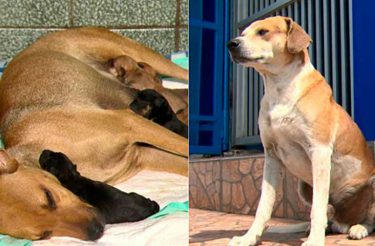 Mãe Dog pede ajuda em clínica veterinária para dar à luz enquanto o pai esperava do lado de fora