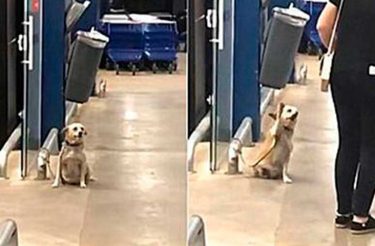 Cachorro é visto cumprimentando pessoas em frente de supermercado [Vídeo]