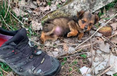 Rapaz encontra cachorrinha faminta morando em sapato e dá a ela uma vida totalmente nova