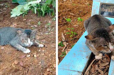 Gatinho leal visita todos os dias o túmulo da sua falecida humana