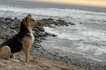 Na praia, mulher conhece cachorro que não para de olhar para o mar por lealdade