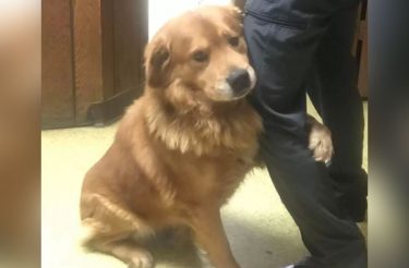 Cachorro abandonado no estacionamento de mercado não para de abraçar seus salvadores