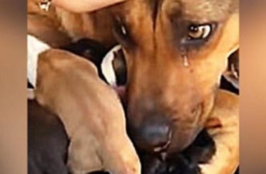 Cachorro não podia conter as lágrimas de emoção por estar segura com seus filhotes [Vídeo]