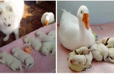 Gansa é a babá dos filhotes de sua melhor amiga, uma cachorrinha [Vídeo]