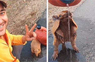 Trabalhador salva tatu em avenida e divide sua água com ele [Vídeo]