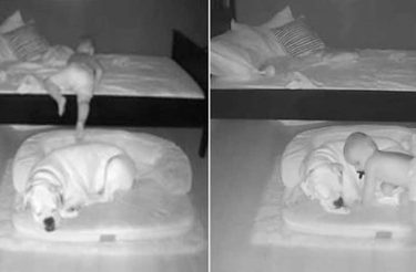 Câmera captura garotinho saindo da cama para dormir com seu cachorro [Vídeo]