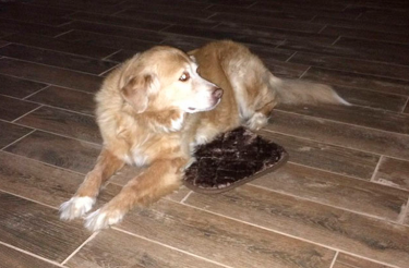 Cachorro finge estar feliz e satisfeito com presente para agradar sua família