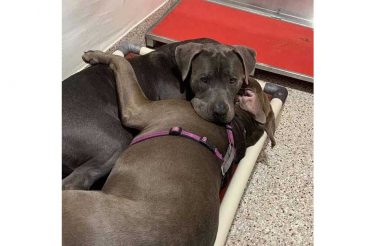 Cães de abrigo se confortam enquanto esperam por um lar