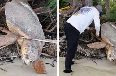 Homem vê tartaruga marinha ‘morta’ presa na terra e a traz de volta à vida [Vídeo]