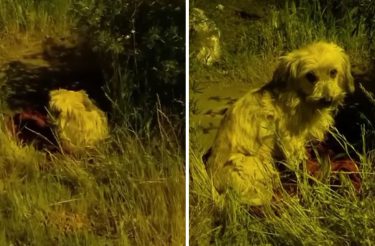 Cachorrinho treme de medo depois de ser abandonado ao lado de seu cobertor