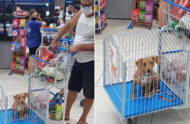 Supermercado brasileiro cria carrinho de compras para pets poderem acompanhar tutores