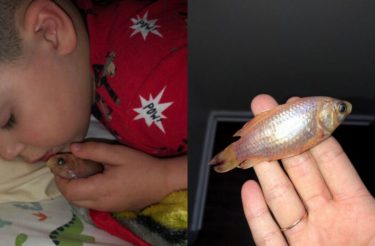 Menino dorme a noite toda com seu animal de estimação, o problema é que era um peixe