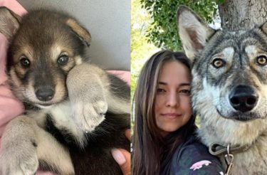 Filhote de lobo rejeitado pela mãe foi salvo por mulher e hoje é seu enorme Pet