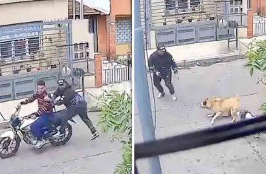 Dogs de rua salvam homem de assalto a mão armada [Vídeo]