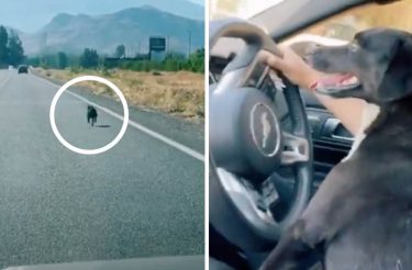 Mulher salva cachorro que corria atrás do carro que o abandonou