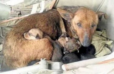 Cachorra de rua acolhe bebê humano em sua ninhada e trata como filho