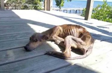 Cachorro abandonado em ilha deserta é resgatado por fotógrafo