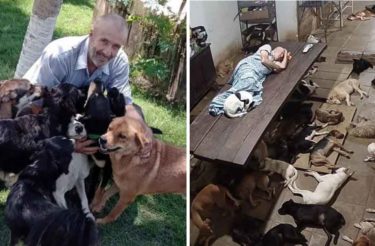 Brasileiro larga tudo para cuidar de 800 cachorros abandonados