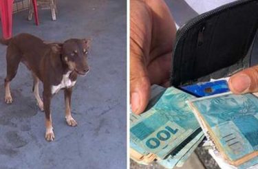 Cachorro de rua encontra carteira com quase 4 mil reais, que são devolvidos ao dono