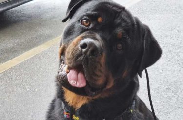 Bebê abandonado sobrevive a noite toda após ser cuidado por Rottweiler