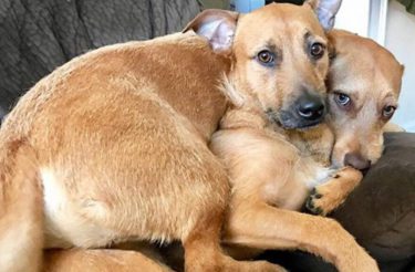 Cachorrinho encontra sua alma gêmea durante passeio em parque e convence seus donos a adotá-la