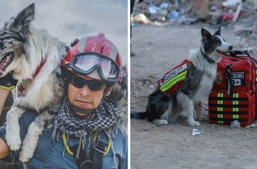 Cão sobrevive a envenenamento e agora está salvando vidas na Turquia