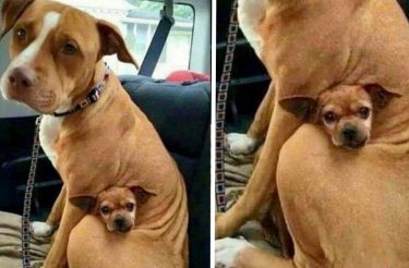 Cachorrinha se recusa a deixar o abrigo sem sua melhor amiga