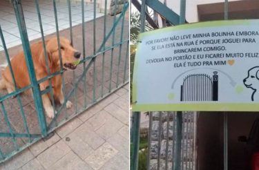 Homem cria placa com aviso para que ninguém tire a bolinha preferida de seu cachorrinho