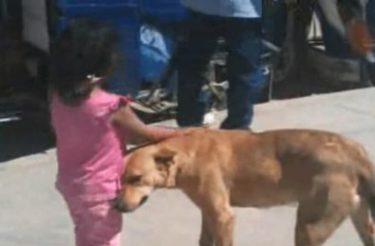 Cachorro protetor ajuda a dona que se perdeu e a guia de volta para casa