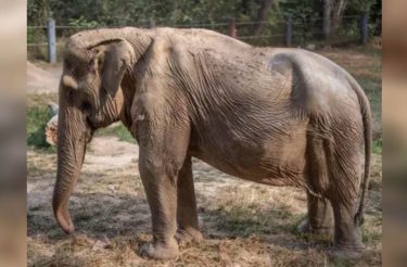 Elefante com coluna torcida por carregar turistas por 25 anos foi transferido para um refúgio